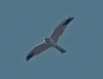 Pallid Harrier - ML173558221