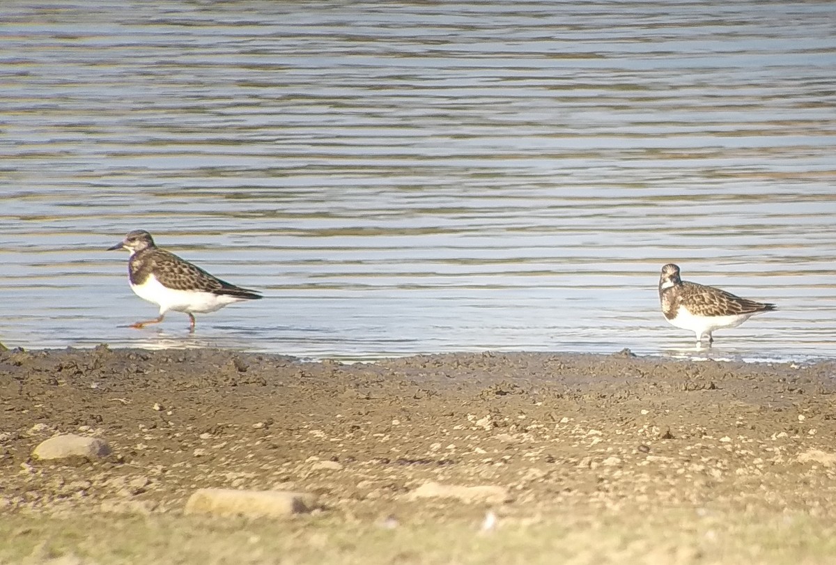 Ruddy Turnstone - ML173558861