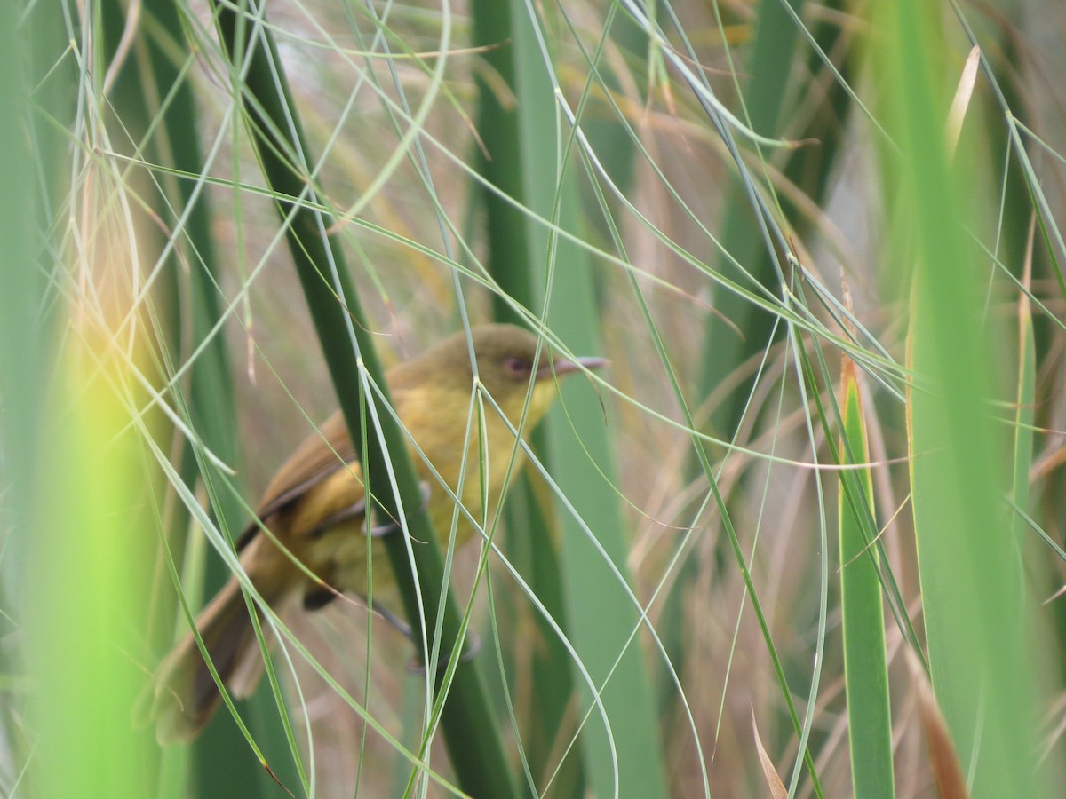 Papyrus Yellow-Warbler - Rupert Quinnell