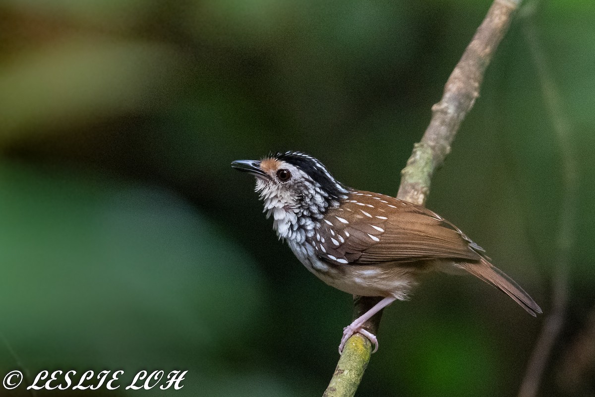 Striped Wren-Babbler - Leslie Loh