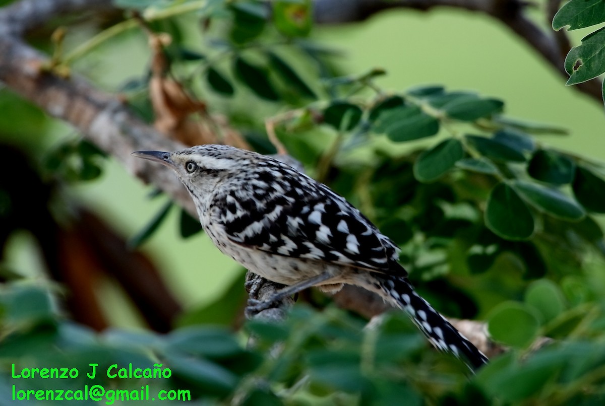 Stripe-backed Wren - ML173563311