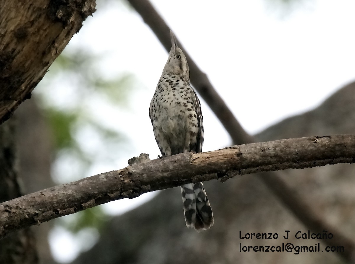Stripe-backed Wren - ML173563391