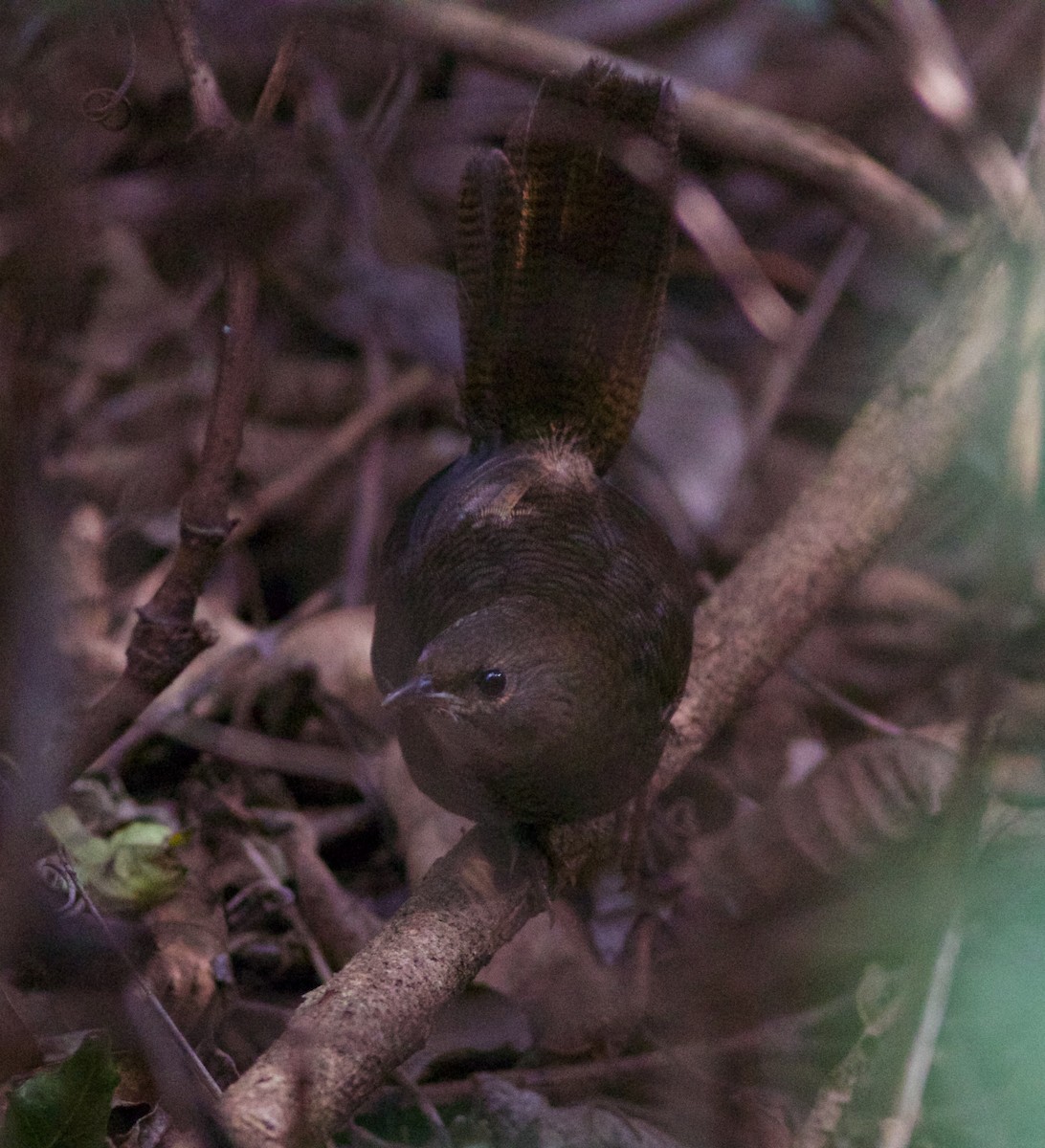 Rufous Scrub-bird - ML173564011