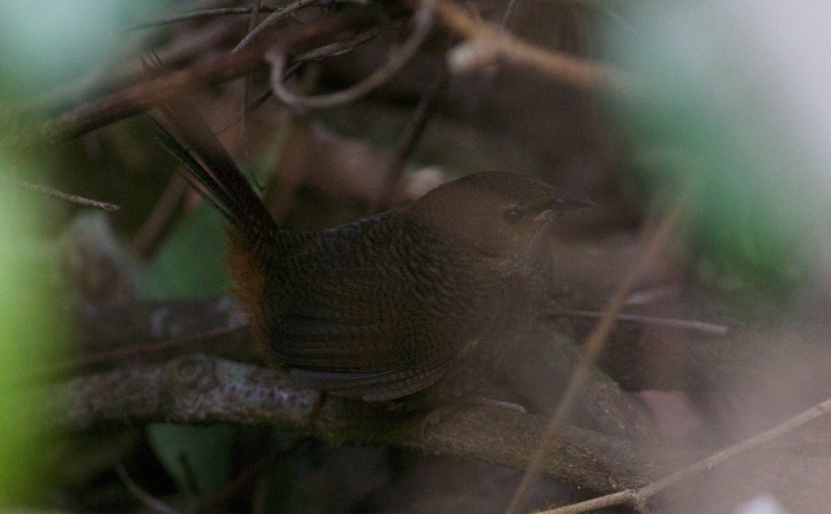 Rufous Scrub-bird - ML173564041