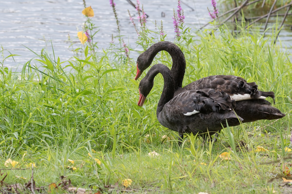 Black Swan - ML173564151