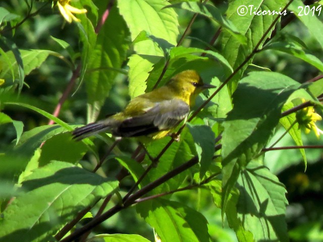 Blauflügel-Waldsänger - ML173564841