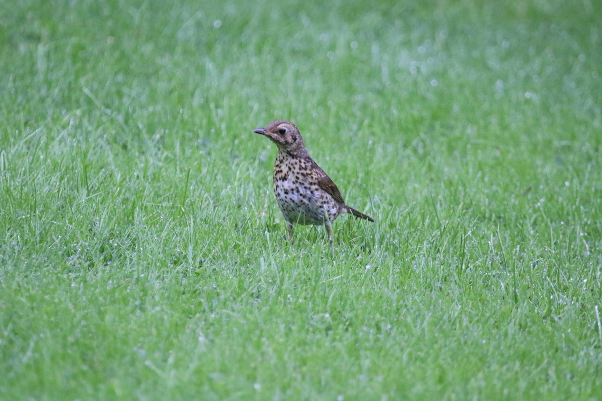 Song Thrush - ML173565071