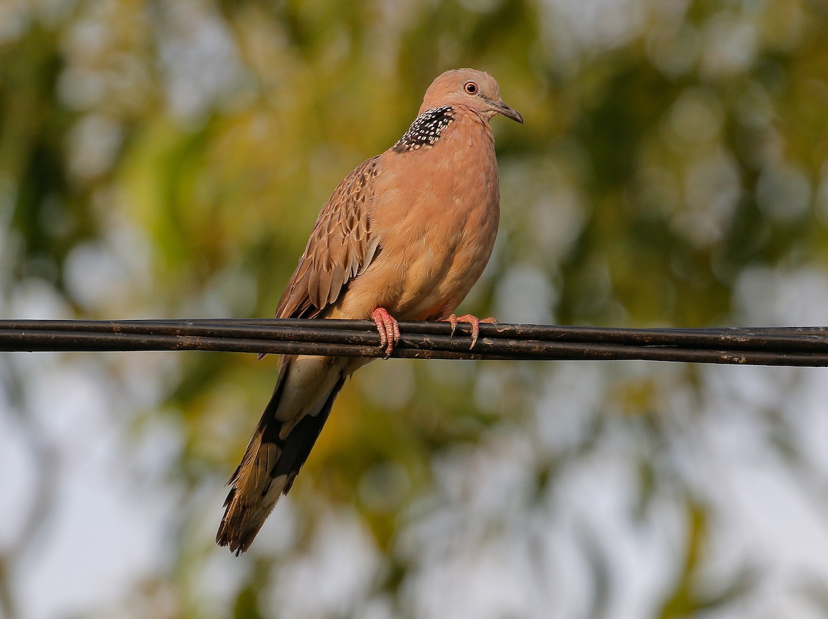 Spotted Dove - Neoh Hor Kee