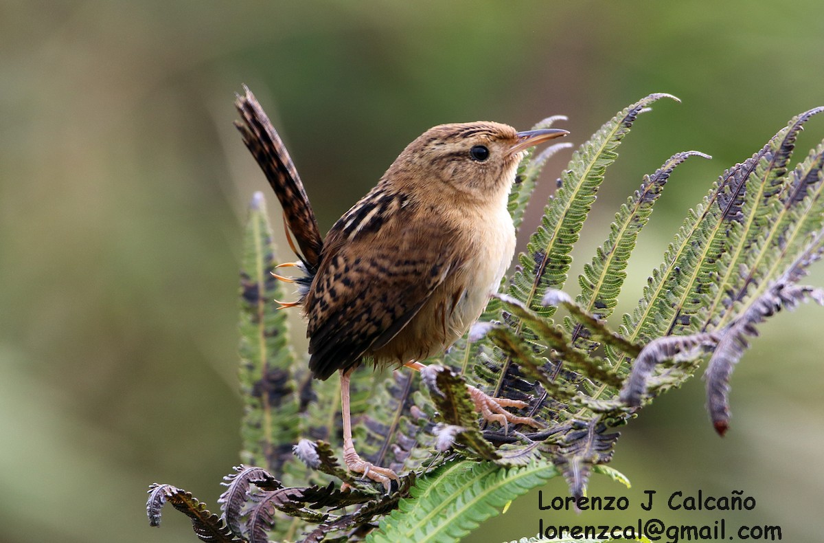 Grass Wren - ML173566351