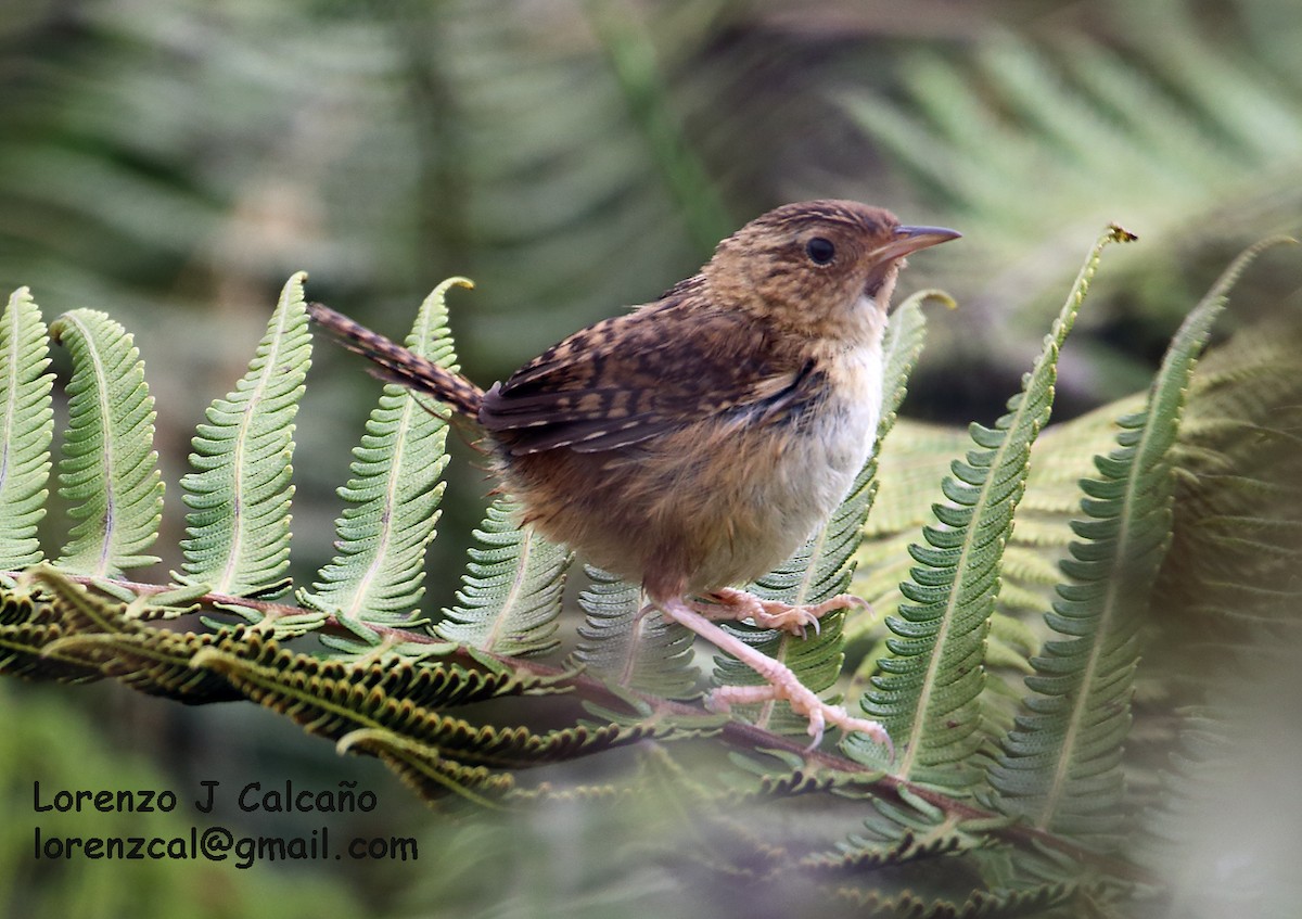 Grass Wren - ML173566461