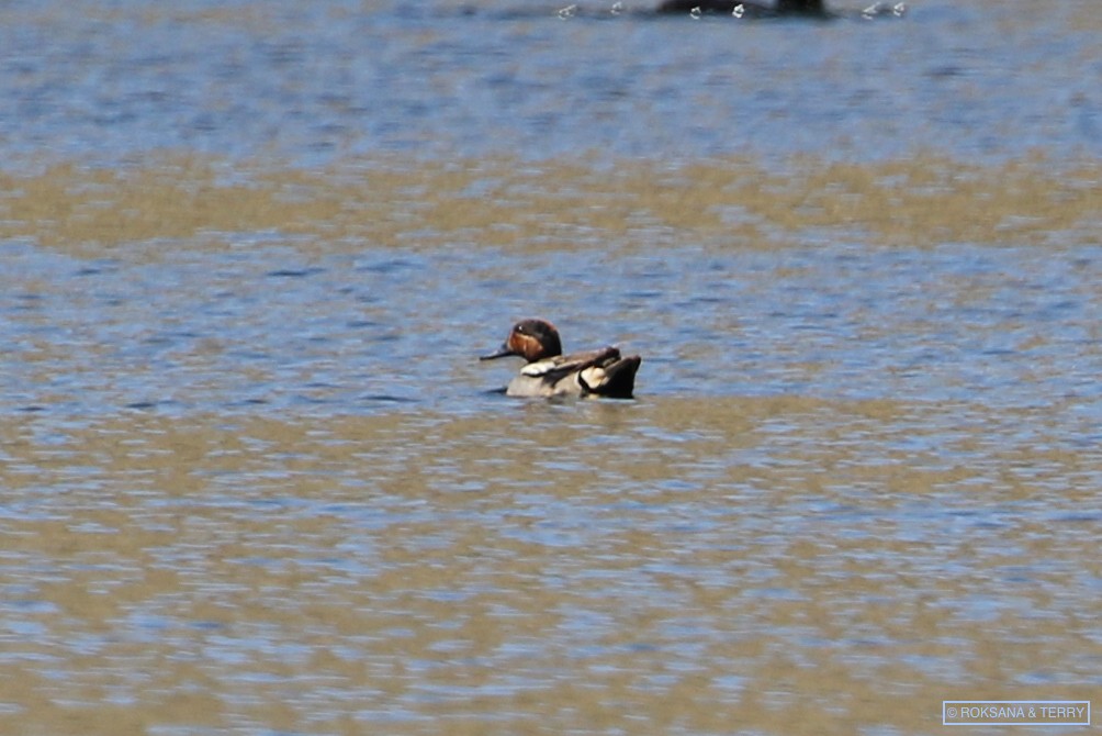 Green-winged Teal - ML173567161
