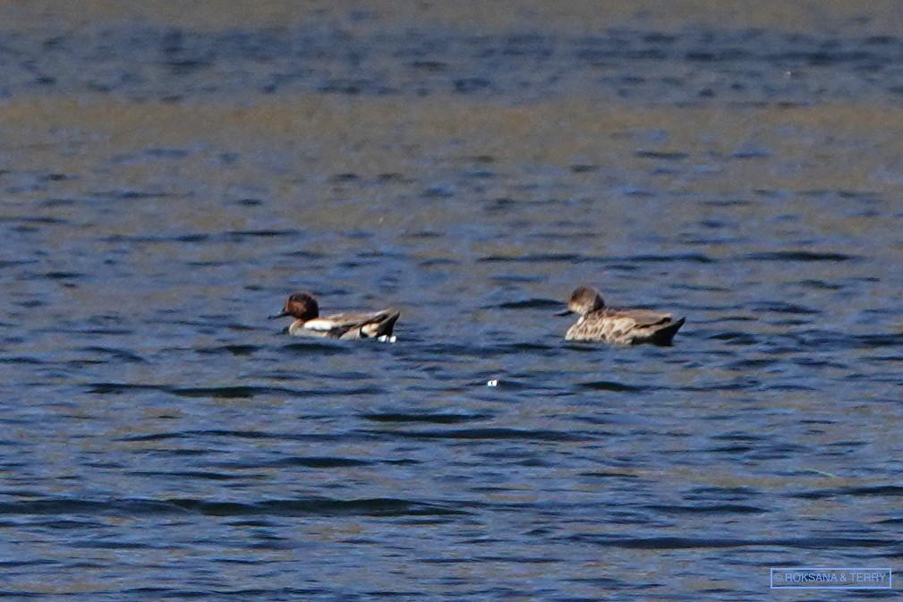 Green-winged Teal - ML173567251