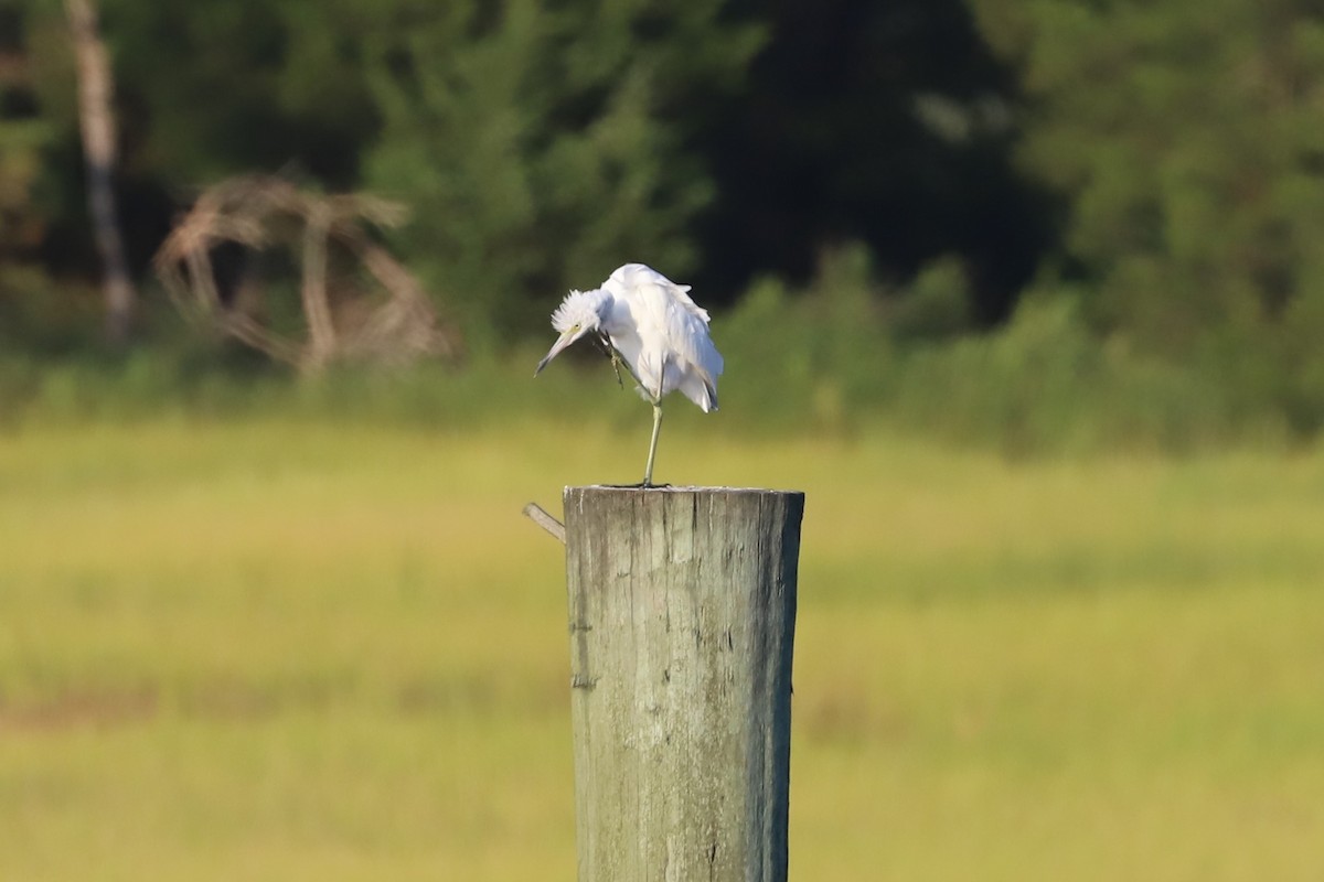 Aigrette bleue - ML173567501