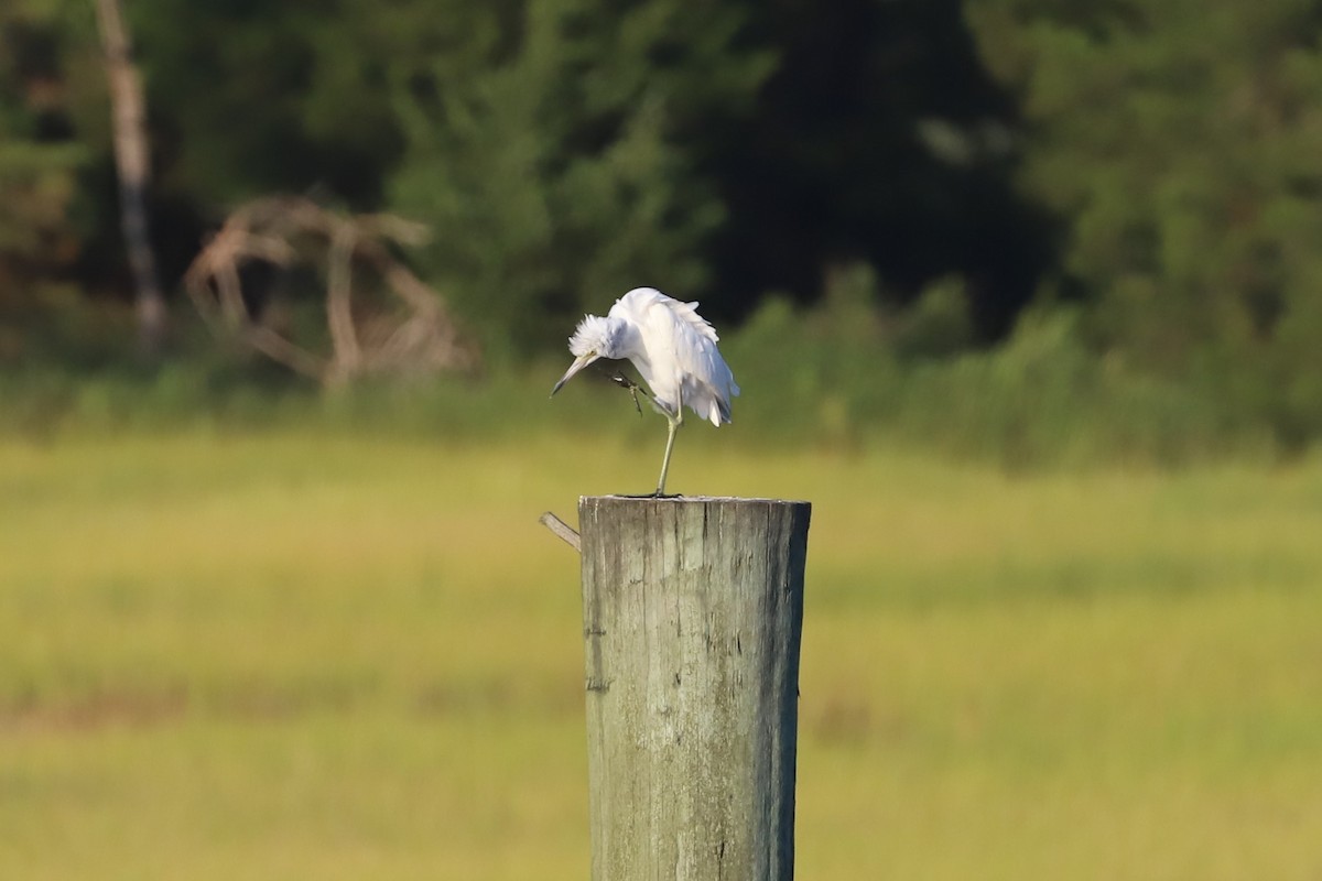 Little Blue Heron - ML173567511