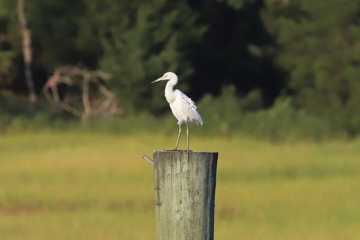 Little Blue Heron - ML173567521