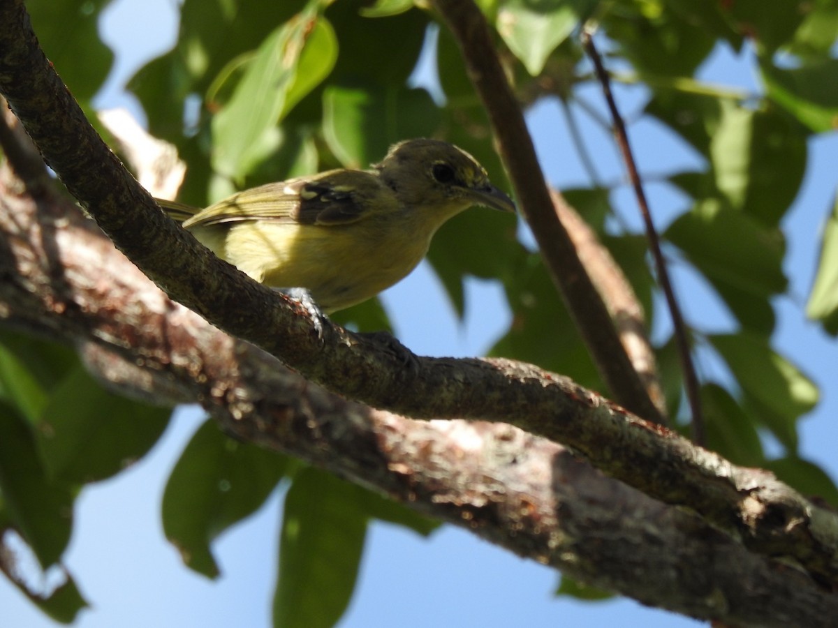 Vireo Piquigrueso - ML173567871