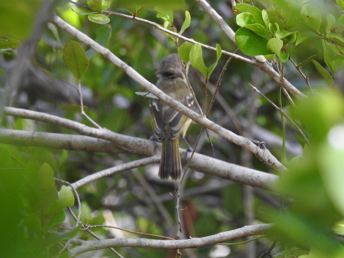 Vireo Piquigrueso - ML173567891