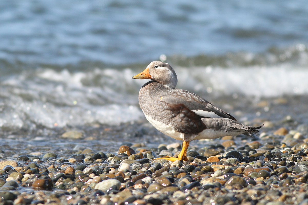 Flightless Steamer-Duck - ML173568301