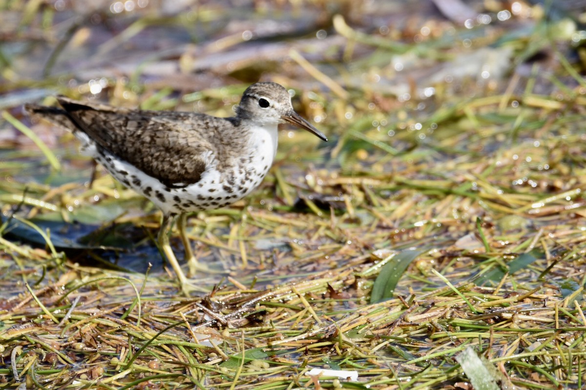 Spotted Sandpiper - Jane Crawford