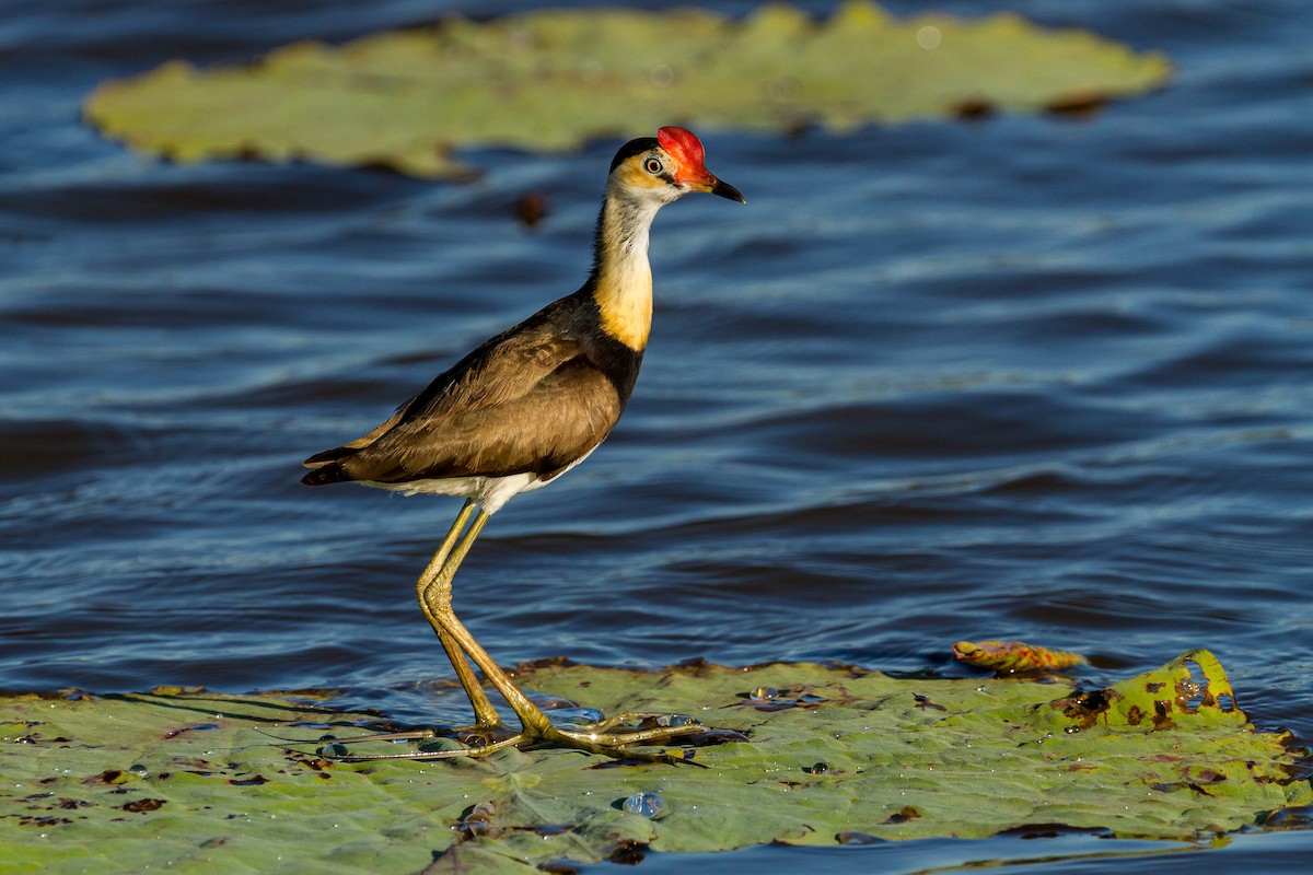 Comb-crested Jacana - Graham Possingham