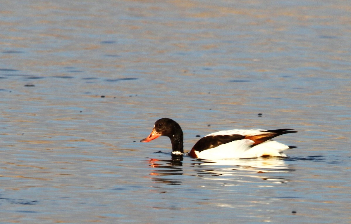 Common Shelduck - ML173569791