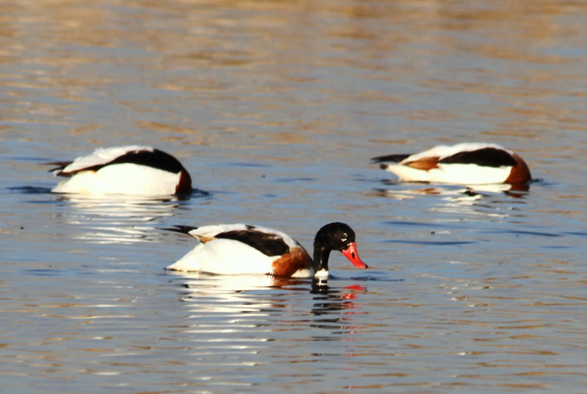 Common Shelduck - ML173569811