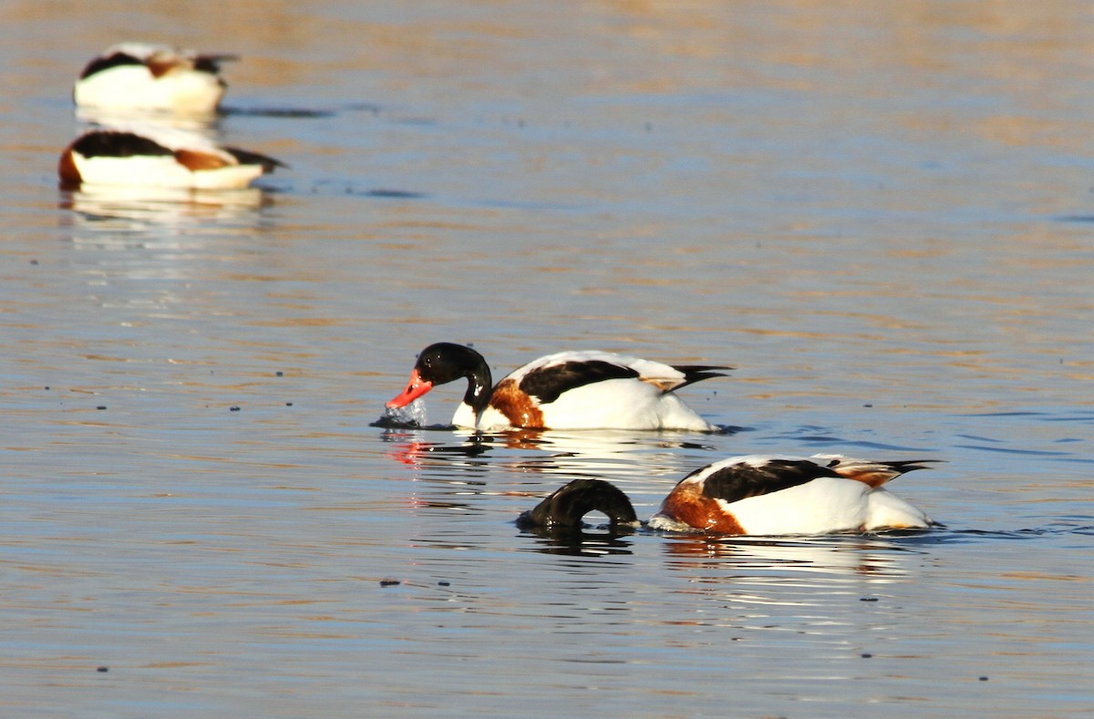 Common Shelduck - ML173569831