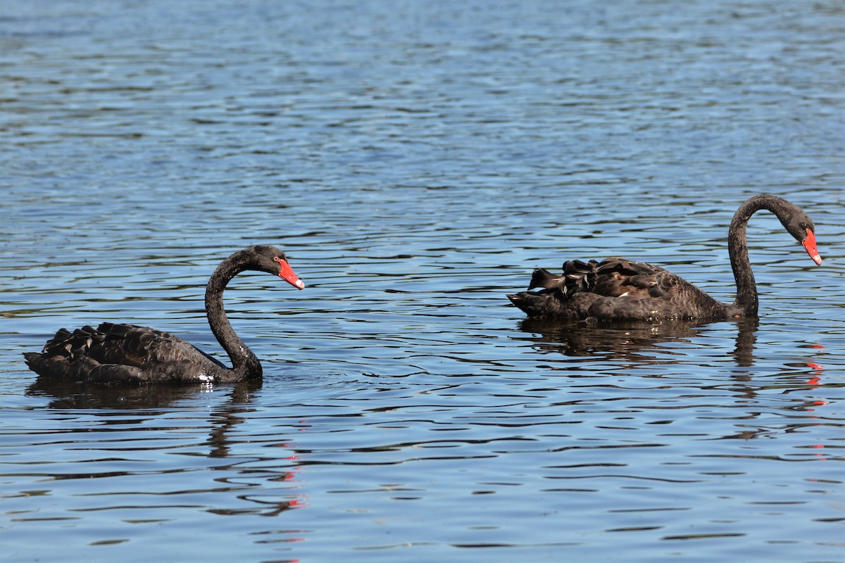 Black Swan - ML173569991