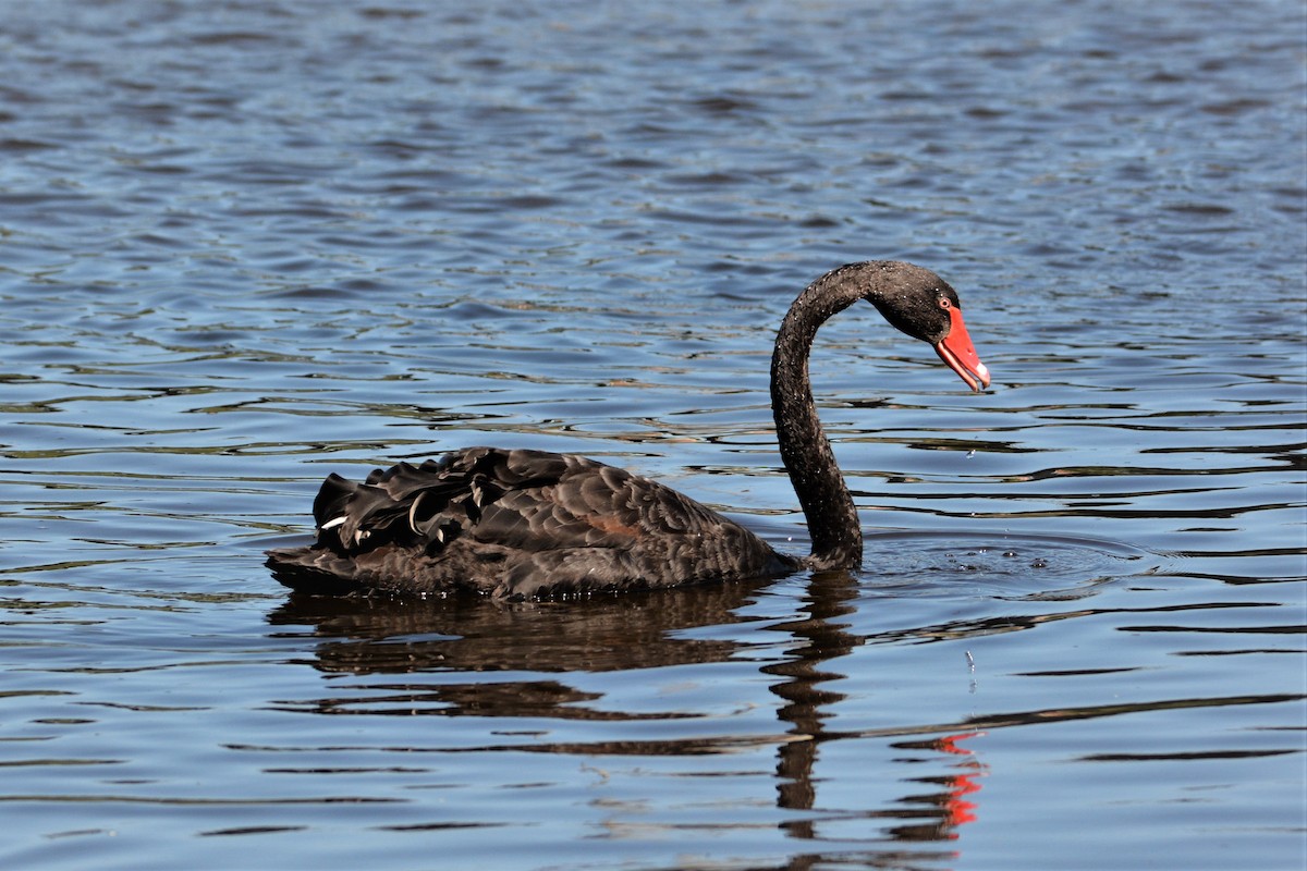 Black Swan - ML173570131