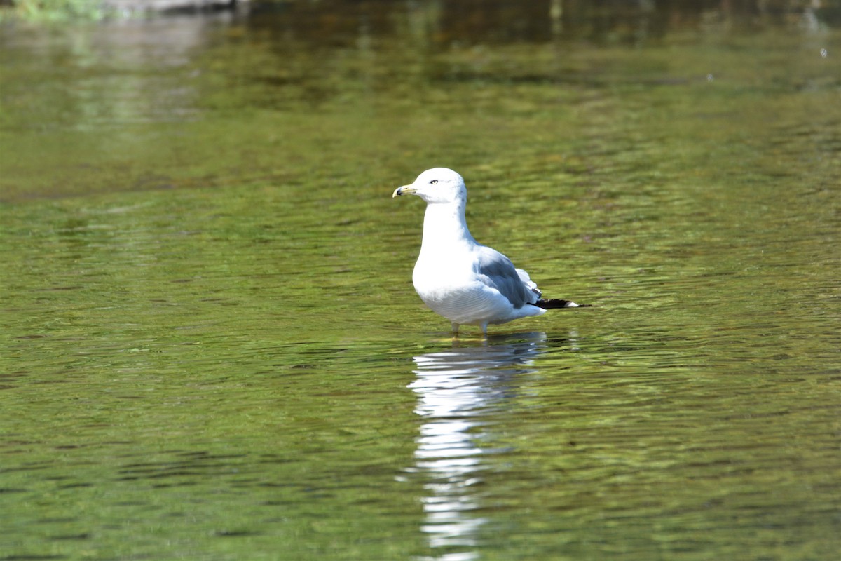 Ring-billed Gull - ML173570161