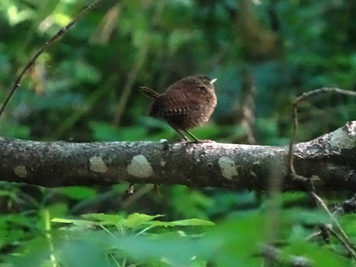 Winter Wren - ML173570461