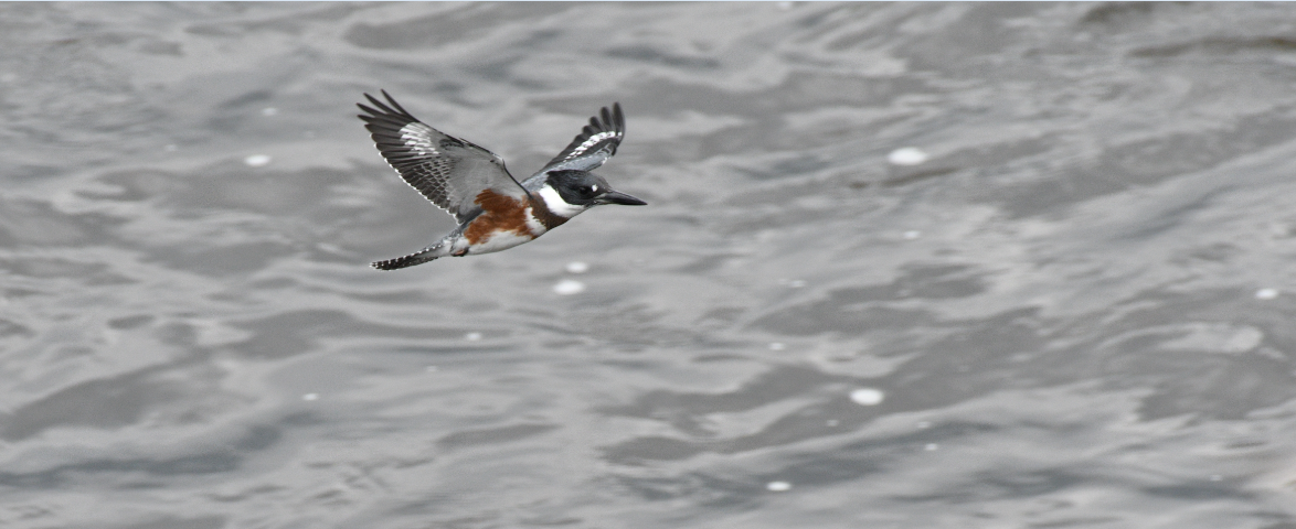 Belted Kingfisher - ML173570911