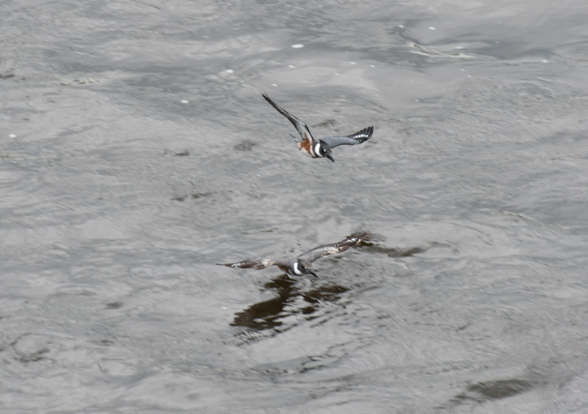 Belted Kingfisher - ML173571081