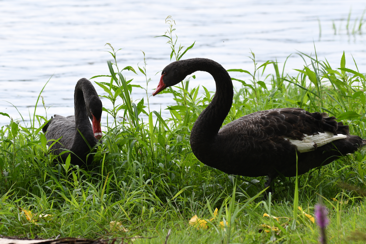Black Swan - ML173571281