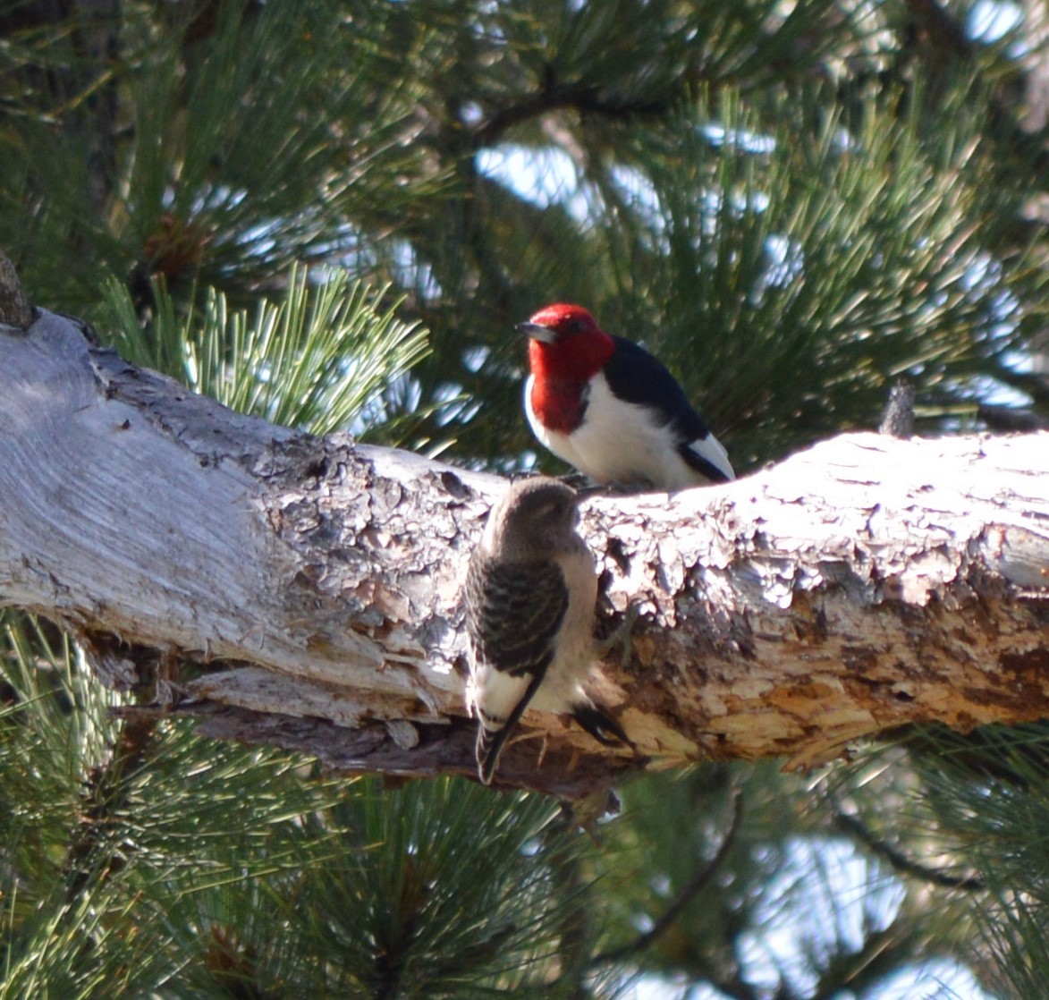 Red-headed Woodpecker - ML173572401