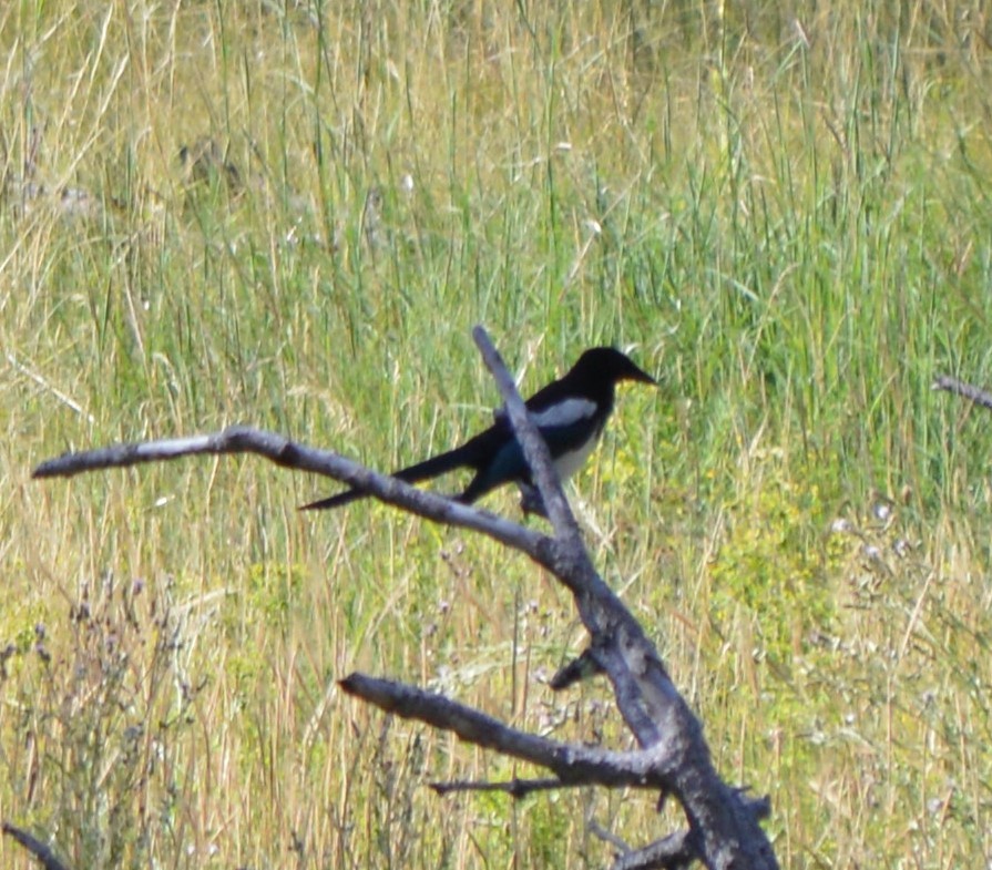 Black-billed Magpie - ML173572471