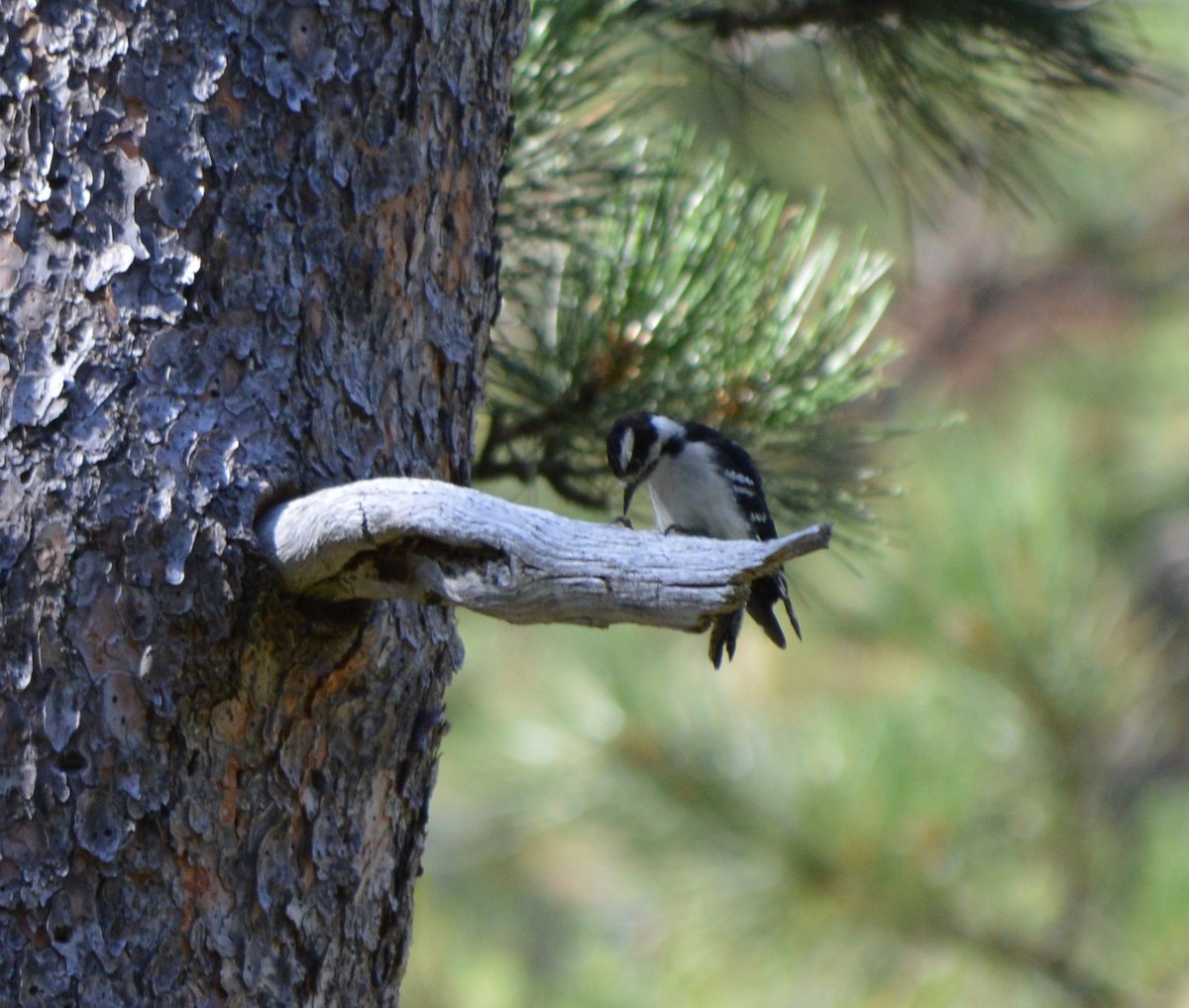 Downy Woodpecker - Jon Roti Roti