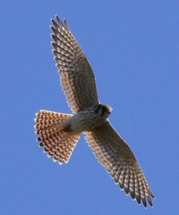 American Kestrel - ML173572691