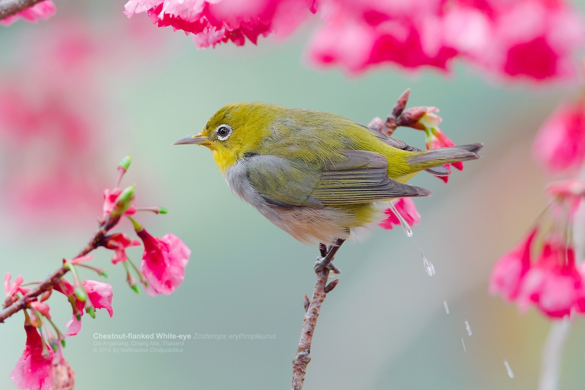 Chestnut-flanked White-eye - ML173573201