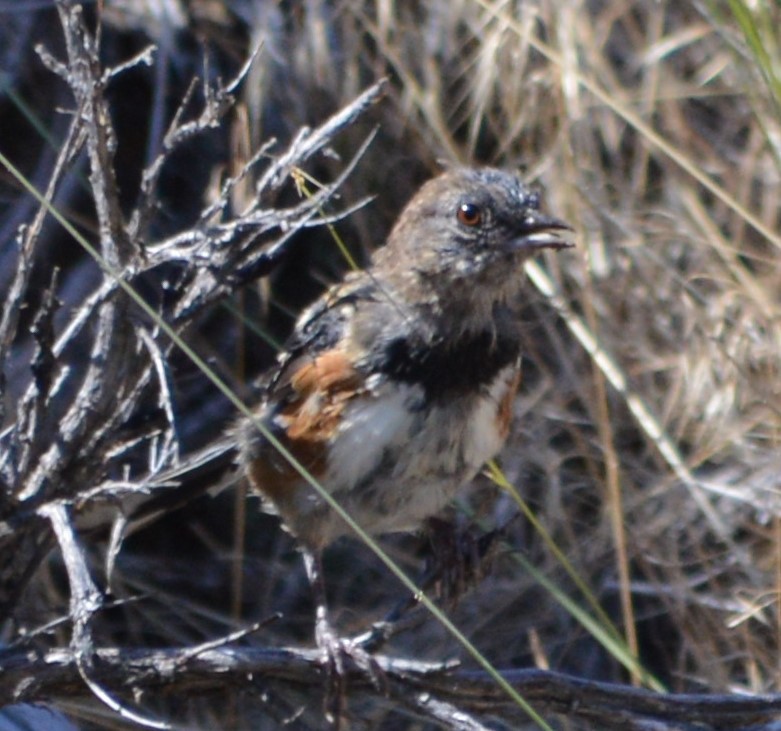 Spotted Towhee - ML173574051