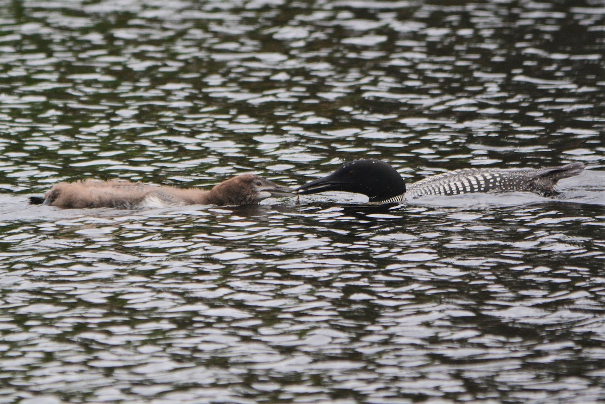 Plongeon huard - ML173576311