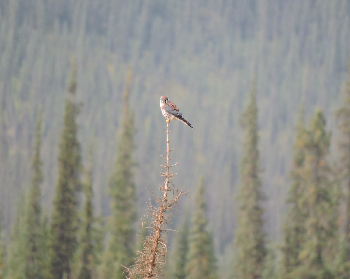 American Kestrel - ML173576401