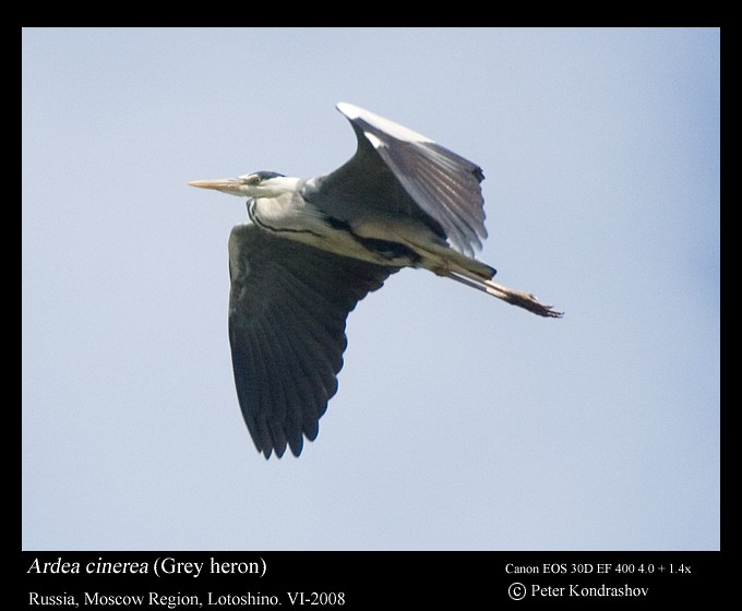 Gray Heron (Gray) - ML173578591