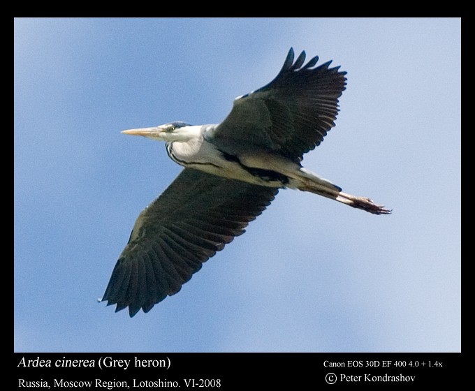 Gray Heron (Gray) - ML173578601