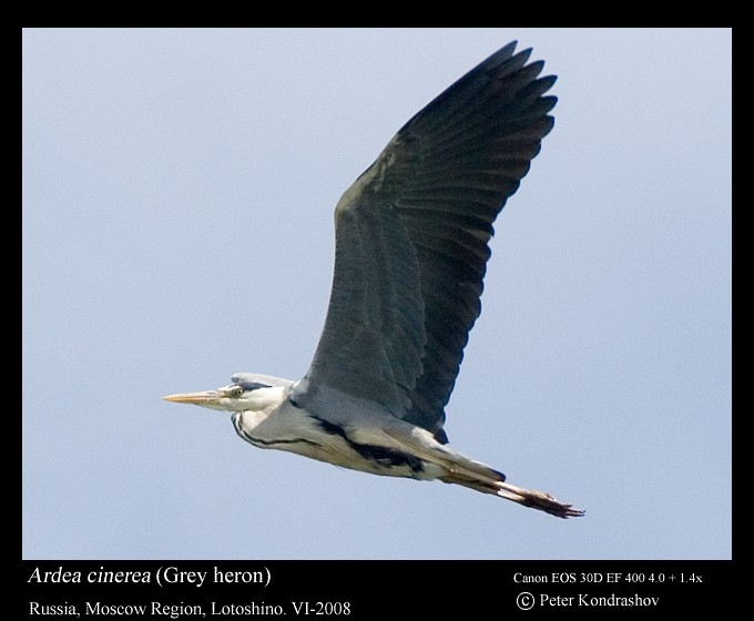 Gray Heron (Gray) - ML173578611