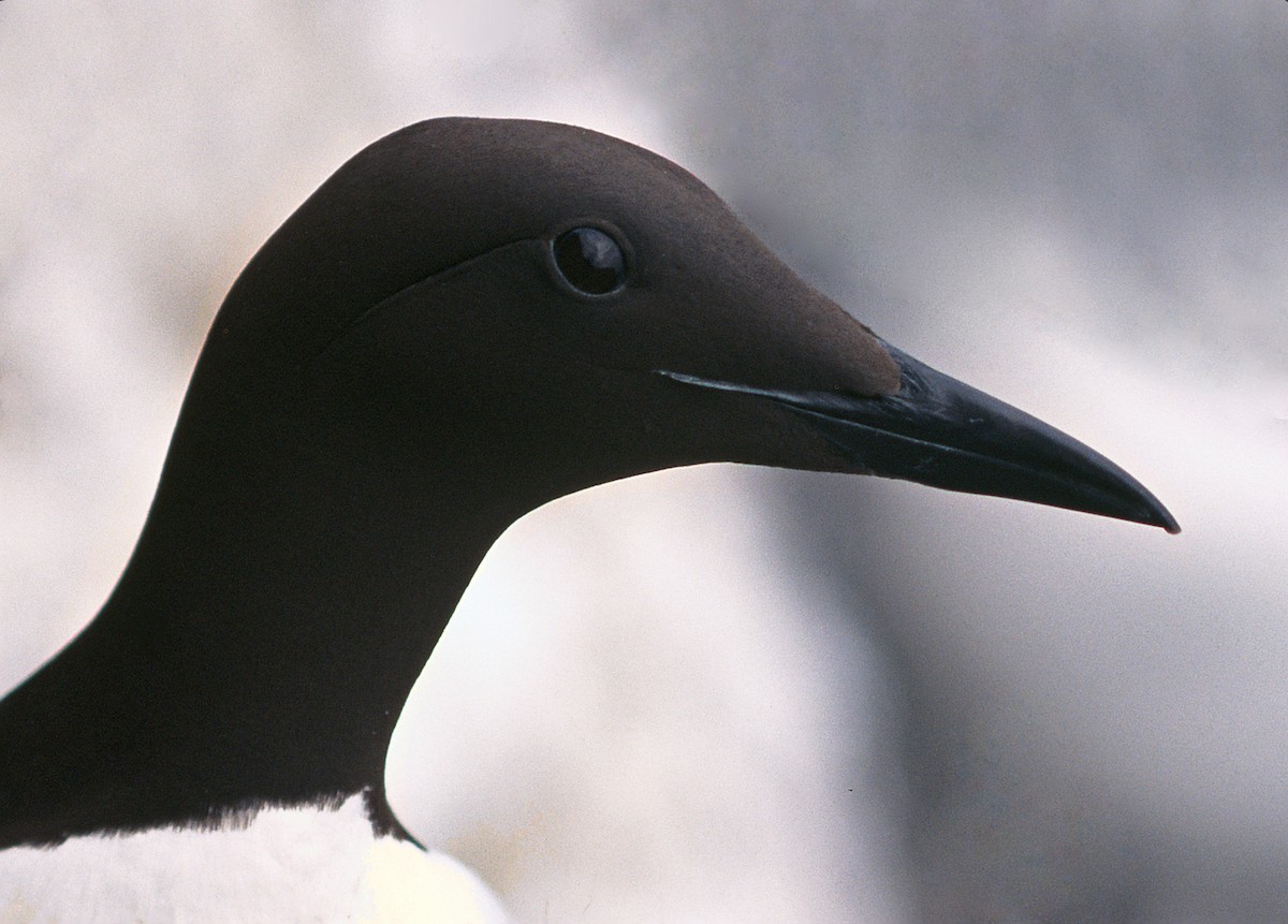 Common Murre - Tamas Zeke