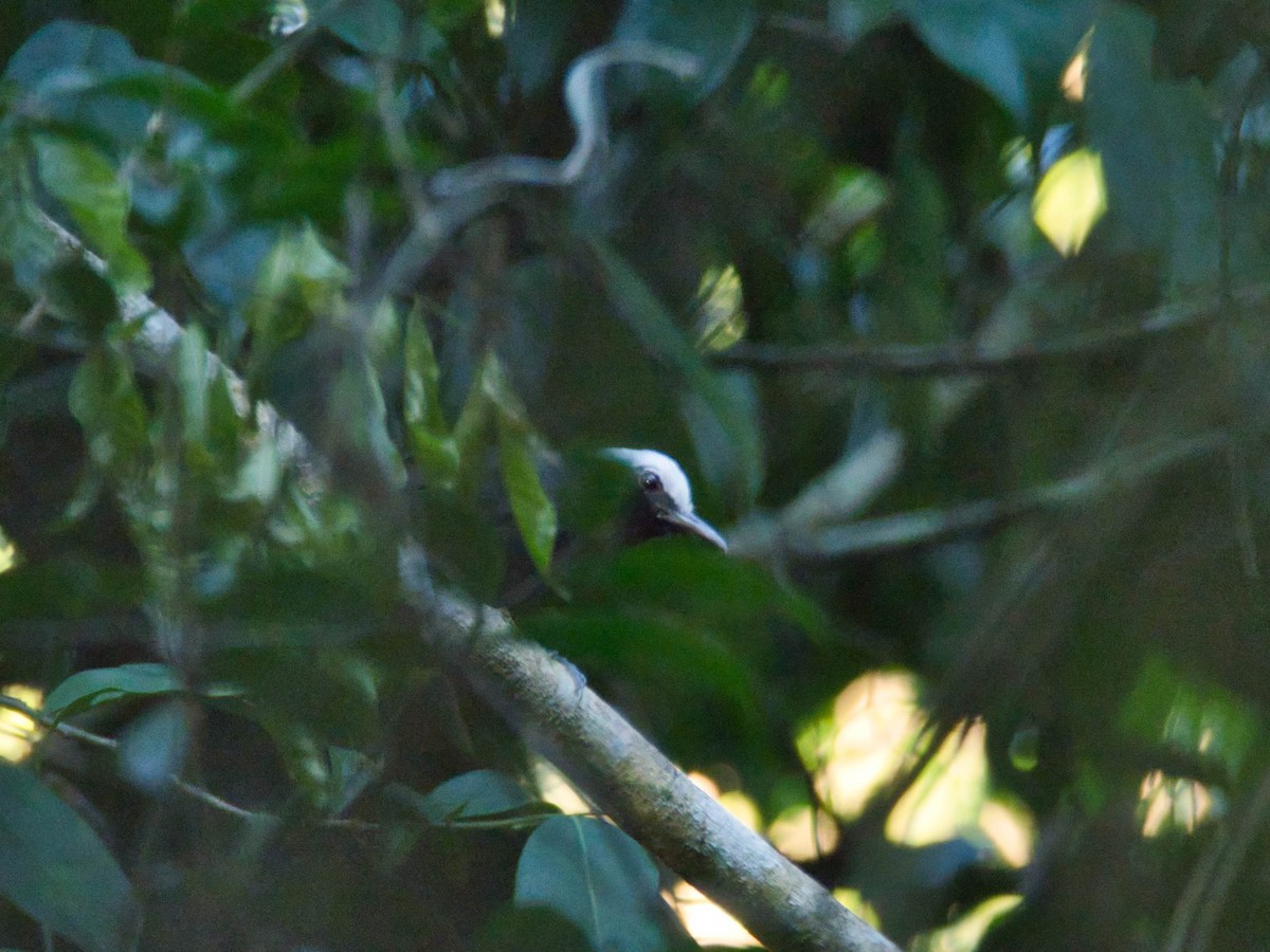 White-browed Antbird - ML173580421