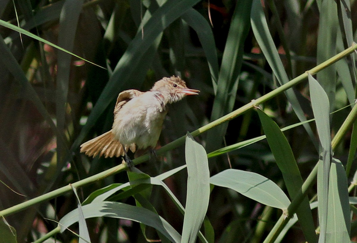 Clamorous Reed Warbler - ML173580671