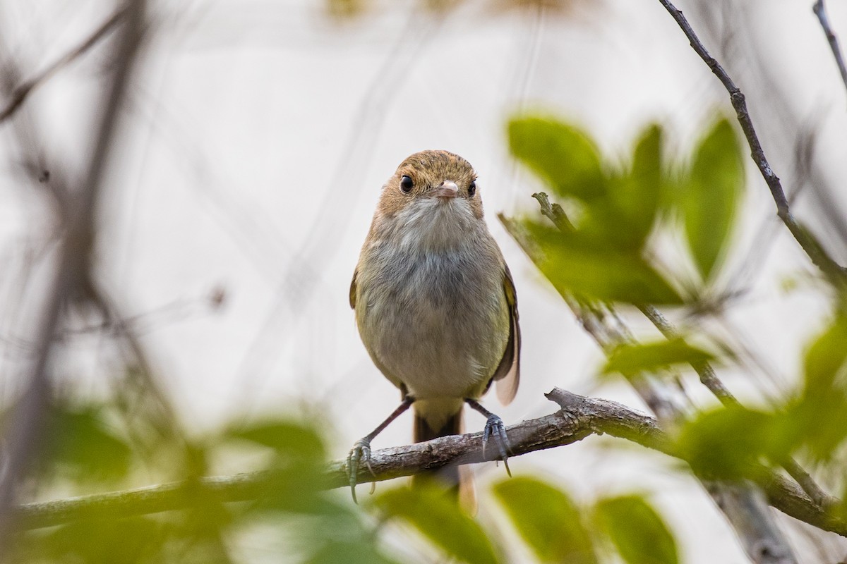 Fulvous-crowned Scrub-Tyrant - ML173581611