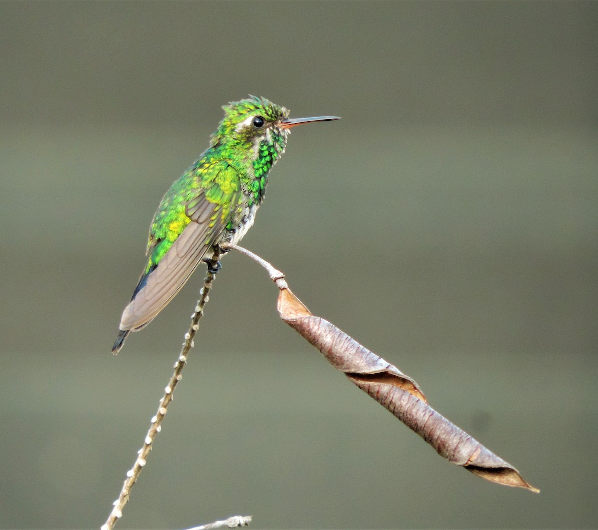 Canivet's Emerald - ML173581751